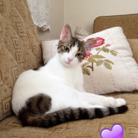 Tekir Kedi, Kedi  Gölge fotoğrafı