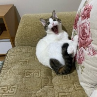 Tekir Kedi, Kedi  Gölge fotoğrafı