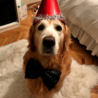 Golden Retriever, Köpek  Luca fotoğrafı