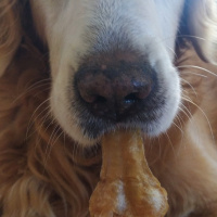 Golden Retriever, Köpek  Luca fotoğrafı