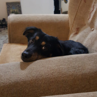 Doberman Pinscher, Köpek  Benji fotoğrafı