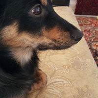 Doberman Pinscher, Köpek  Benji fotoğrafı