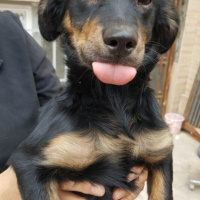 Doberman Pinscher, Köpek  Benji fotoğrafı