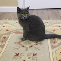 British Shorthair, Kedi  Paris fotoğrafı