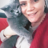 British Shorthair, Kedi  Paris fotoğrafı