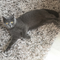 British Shorthair, Kedi  Paris fotoğrafı