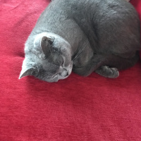 British Shorthair, Kedi  Paris fotoğrafı