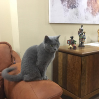 British Shorthair, Kedi  Paris fotoğrafı
