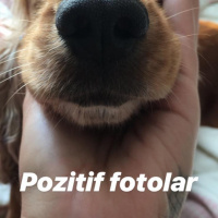 Amerikan Cocker Spaniel, Köpek  Sophie fotoğrafı