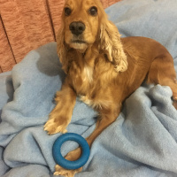 Amerikan Cocker Spaniel, Köpek  Sophie fotoğrafı
