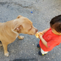 Amerikan Pitbull Terrier, Köpek  Hera fotoğrafı