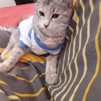 Tekir Kedi, Kedi  Karmen fotoğrafı