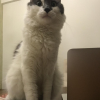 Chinchilla, Kedi  Bambi fotoğrafı