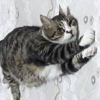 Tekir Kedi, Kedi  Paşa fotoğrafı