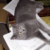 British Shorthair, Kedi  Mia fotoğrafı
