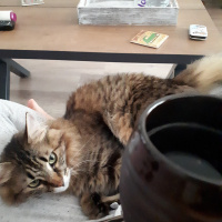 Tekir Kedi, Kedi  Reçi fotoğrafı