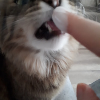 Tekir Kedi, Kedi  Reçi fotoğrafı