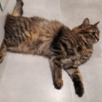 Tekir Kedi, Kedi  Reçi fotoğrafı