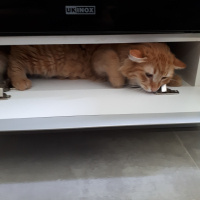 Sarman, Kedi  Leonidas fotoğrafı