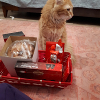 Sarman, Kedi  Leonidas fotoğrafı