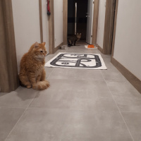 Sarman, Kedi  Leonidas fotoğrafı