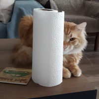 Sarman, Kedi  Leonidas fotoğrafı