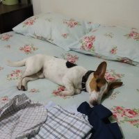 Jack Russell Terrier, Köpek  Kamil fotoğrafı