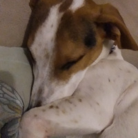 Jack Russell Terrier, Köpek  Kamil fotoğrafı