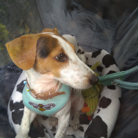 Jack Russell Terrier, Köpek  Kamil fotoğrafı