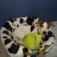Jack Russell Terrier, Köpek  Kamil fotoğrafı
