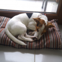 Jack Russell Terrier, Köpek  Kamil fotoğrafı