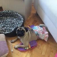 Pug, Köpek  PUGGY fotoğrafı
