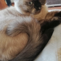 British Shorthair, Kedi  Vanessa fotoğrafı