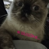 British Shorthair, Kedi  Vanessa fotoğrafı