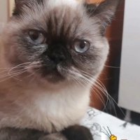 British Shorthair, Kedi  Vanessa fotoğrafı