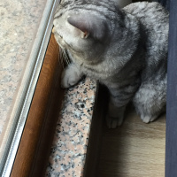 British Shorthair, Kedi  Olric fotoğrafı