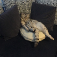 British Shorthair, Kedi  Olric fotoğrafı