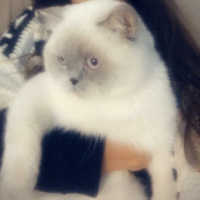 British Shorthair, Kedi  Luko fotoğrafı