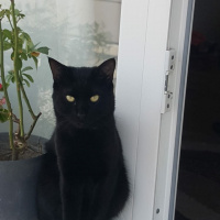 Bombay, Kedi  Barış fotoğrafı