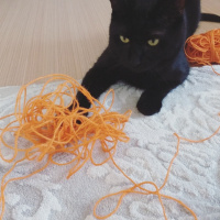 Bombay, Kedi  Barış fotoğrafı
