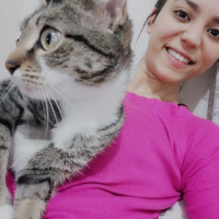 Tekir Kedi, Kedi  Gofret fotoğrafı