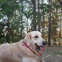 Golden Retriever, Köpek  Max fotoğrafı