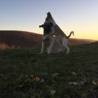 Kangal, Köpek  ZEYNA fotoğrafı