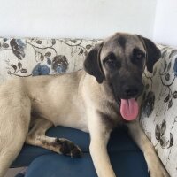 Kangal, Köpek  ZEYNA fotoğrafı