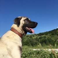 Kangal, Köpek  ZEYNA fotoğrafı