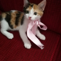 Tekir Kedi, Kedi  Güneş fotoğrafı