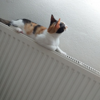 Tekir Kedi, Kedi  Karamel fotoğrafı