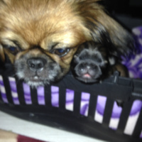 Pekingese, Köpek  Şeker fotoğrafı