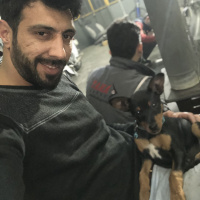 Minyatür Pinscher, Köpek  IVory fotoğrafı
