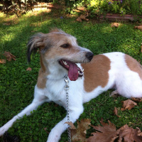 Jack Russell Terrier, Köpek  Düşes fotoğrafı